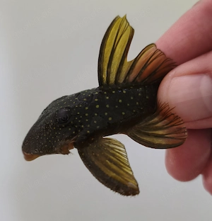 L200a Gelber Phantomwels High fin - Baryancistrus demantoides