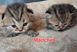 Reinrassige BKH Kitten 