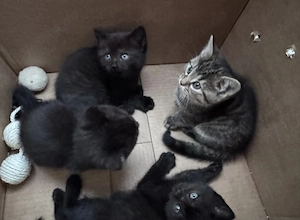 6 Baby kitten Kuschelmonster 