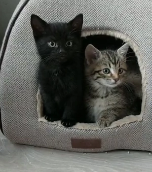 6 Baby kitten Kuschelmonster 