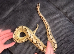 Python Regius Königspython female 0.1