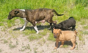 Hübsche Miniatur French Bullterrier Hündin  Bild 3