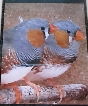 Zebrafinken, Schauzebrafinken, verschiedene Farben auch Orangenbrust
