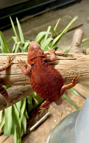 2.2 Rote Bartagamen CB 7 25 Pogona vitticeps 