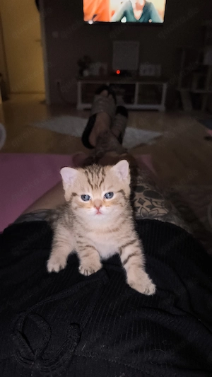 Wunderschöner BKH Kater 