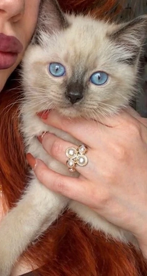 4 süße Kitten suchen ein neues Zuhause