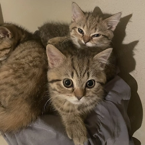 BKH Kitten suchen neues Zuhause