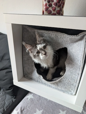 Wunderschönes liebes reinrassiges Maine Coon Mädchen Katze Kitten mit Stammbaum top sozialisiert 
