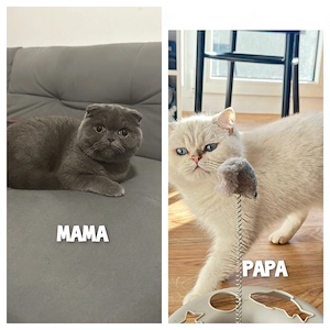 Süße BKH Kitten suchen ein neues Zuhause