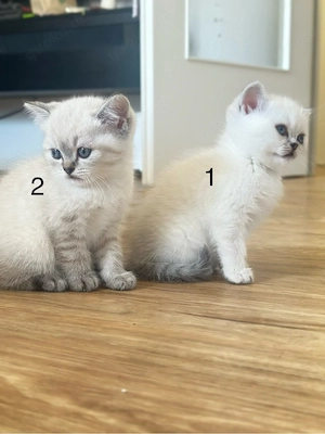 Süße BKH Kitten suchen ein neues Zuhause