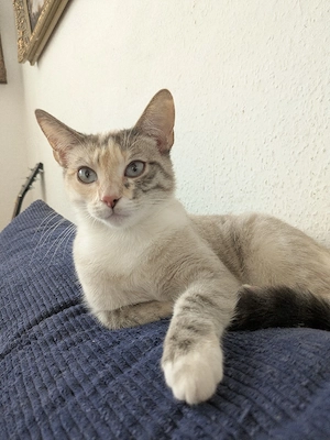 Prinzessin 6 Moante Mix Sibirische waldkatze Bild 3