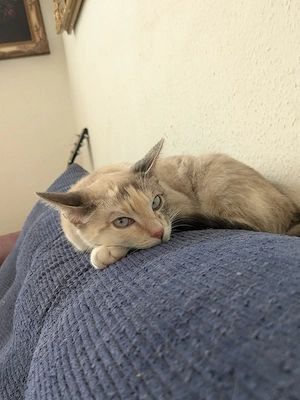 Prinzessin 6 Moante Mix Sibirische waldkatze