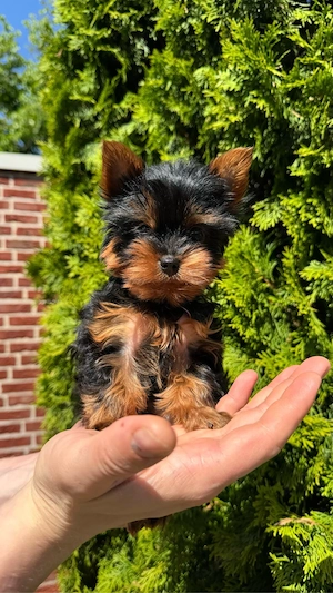 Yorkshire-Terrier