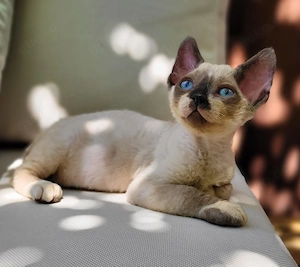 Devon rex Katerchen mit Papieren