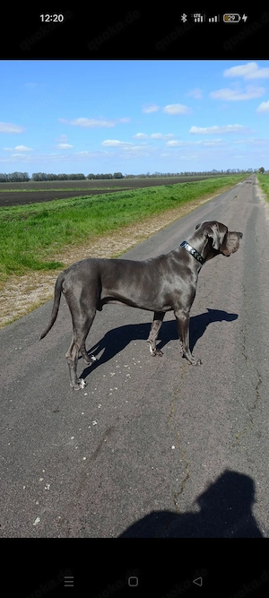 5 jährige deutsche Dogge blau Rüde 