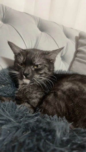süße mix katze 