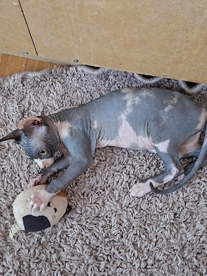 Sphynx Kitten 
