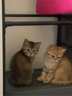 Kitten Bkh