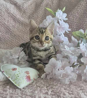 wunderschöne Bengal Kitten mit Stammbaum 