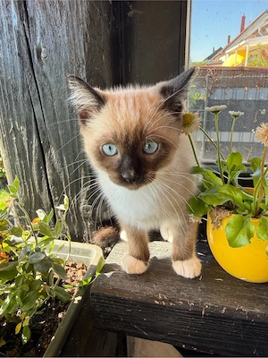 Ragdoll Snowshoe 