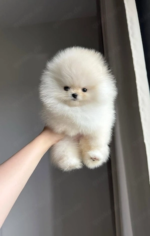 Zwergspitz pomeranian