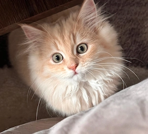 Wunderschöner Ragdoll Mix sucht ein liebevolles Zuhause