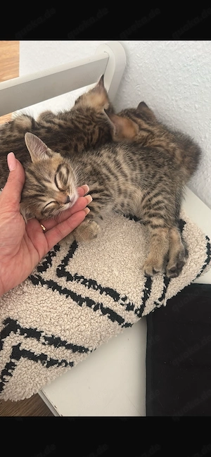 Bengalmix Kitten Katzen 