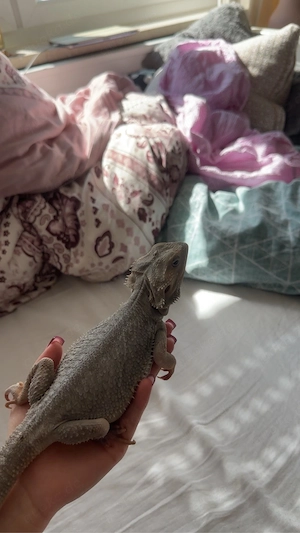 Bartagame Zero