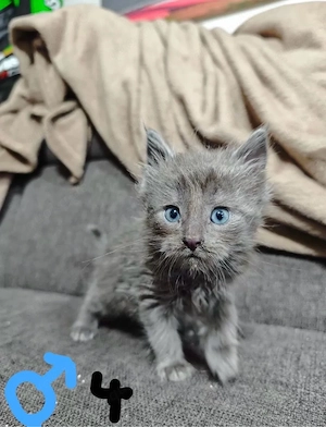Reinrassige Maine coon kitten