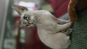 Devon Rex Kater sucht zu Hause