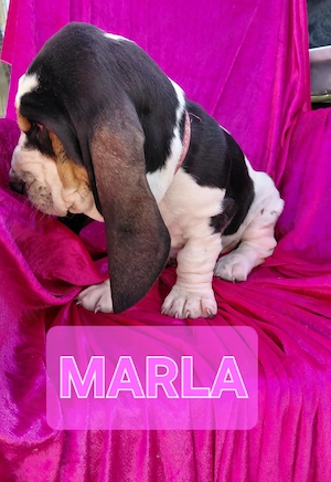 Basset Hound Welpen suchen ab sofort