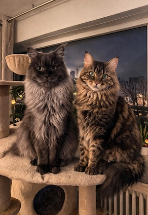 Maine Coon Kitten - bereit für ein liebevolles Zuhause Bild 4