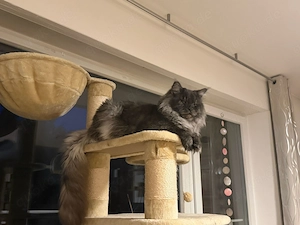 Maine Coon Kitten - bereit für ein liebevolles Zuhause Bild 3