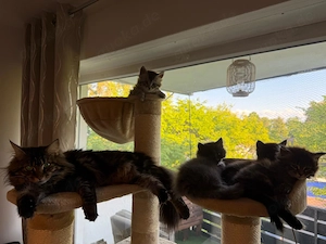 Maine Coon Kitten - bereit für ein liebevolles Zuhause Bild 2