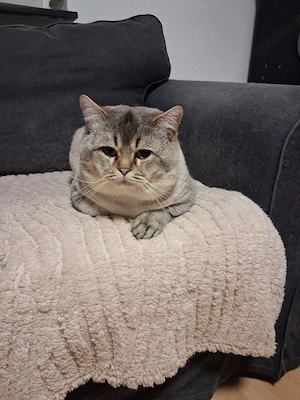 Britisch Kurzhaar Kater Bild 2