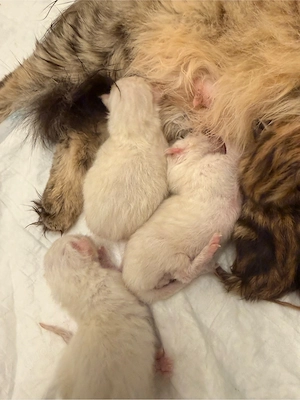 26.05.2026 geboren nach 12 wochen abgabe bereit