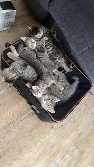 Baby Katzen 