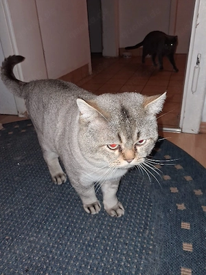 Britisch Kurzhaar Kater Bild 4