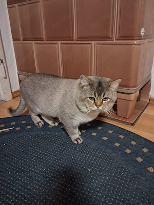Britisch Kurzhaar Kater Bild 5