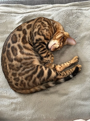 Pablo sucht ein neues Zuhause   