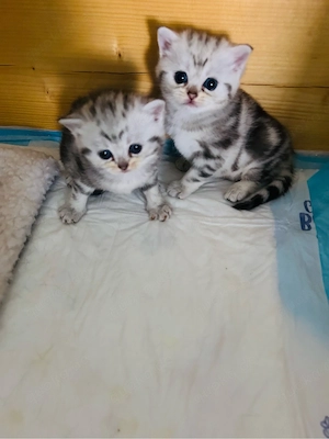 BKH-Kitten