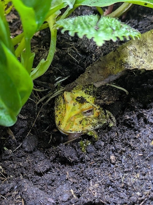 Pacman Frosch,  Schmuckhorn Frosch