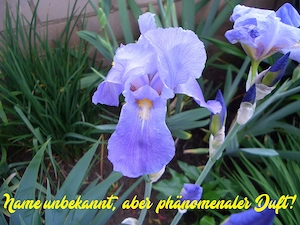 1 hohe Schwertlilie   Bart-Iris zur Auswahl Bild 4