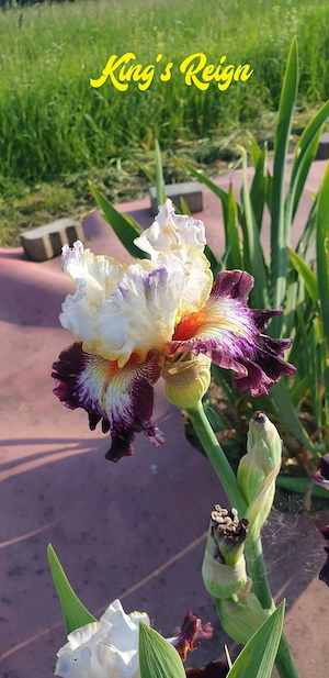 1 hohe Schwertlilie   Bart-Iris zur Auswahl Bild 8