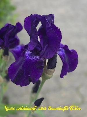 1 hohe Schwertlilie   Bart-Iris zur Auswahl Bild 9