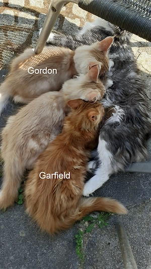 Maine Coon Katerchen
