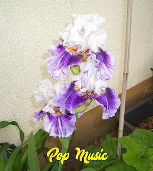 Wählen Sie 1 hohe Schwertlilie   Bart-Iris Bild 2
