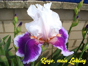 Wählen Sie 1 hohe Schwertlilie   Bart-Iris Bild 3