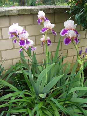 Wählen Sie 1 hohe Schwertlilie   Bart-Iris Bild 4
