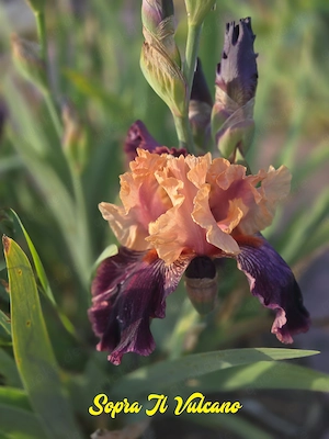 Wählen Sie 1 hohe Schwertlilie   Bart-Iris Bild 5